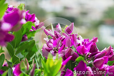 Bush lilac tropical flowers Stock Photo