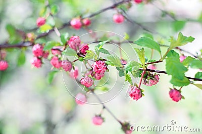 Bush of Louisiana Stock Photo