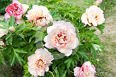 Bush with many beautiful creamy colored peony flowers. Callie`s Stock Photo