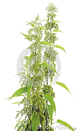 Bush nettle. Stock Photo