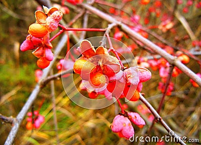 Bush with orange and pink blossoms Stock Photo