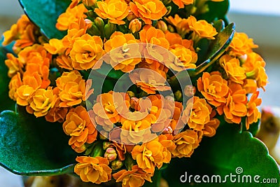 Bush of orange small tiny flaming katy flowers botanic close up macro Stock Photo