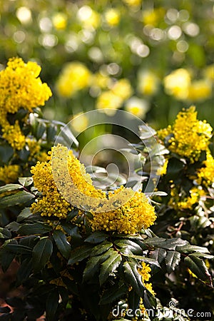 Bush of Oregon-grape in spring Stock Photo