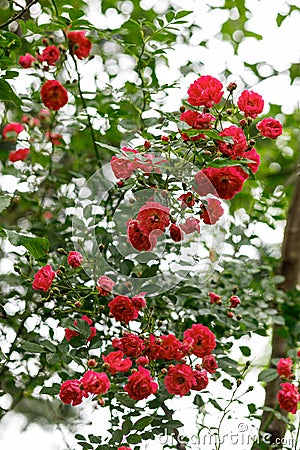 Bush ornamental garden rose, flowering shrub Stock Photo