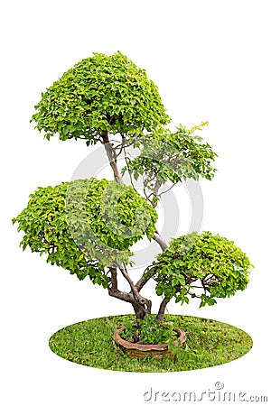 A bush of ornamental plants of bougainvilleas isolated over whit Stock Photo