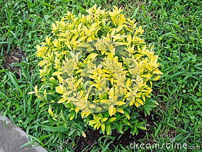 Bush in the park. Small bush. Decoration of the territory. Young plants Stock Photo