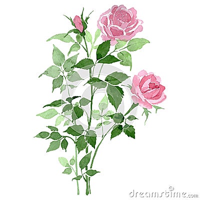 Bush of pink roses floral botanical flowers. Watercolor background set. Isolated rose illustration element. Cartoon Illustration