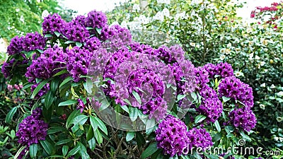 A bush with purple rhododendron flowers. Stock Photo