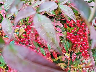 Red Nandina domestica berries Stock Photo
