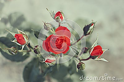 Bush of red roses planted on the ground. Vintage style effect Stock Photo