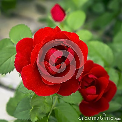 Bush red scarlet bright blooming beautiful varietal flower rose in the garden on a flower bed Stock Photo