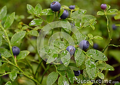 bush of ripe bilberry Stock Photo