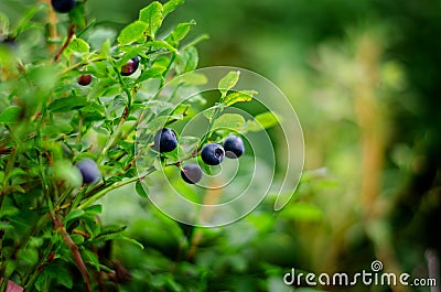 Bush of a ripe bilberry and blueberry in the summer closeup Stock Photo