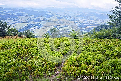 Bush berries high in the mountains Stock Photo