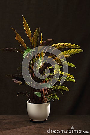 Bush room Calathea Rufibarba in a pot on a brown background Stock Photo
