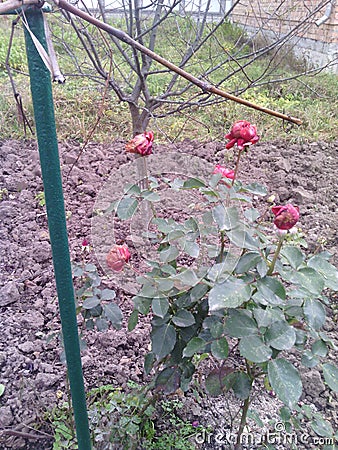 Bush rose. Green leaves and red flowers. Plum tree. Plowed land. Iron rod. Summer day. Stock Photo