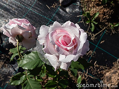 Bush rose plant 'Anna Pavlova' blooming with large flowers in soft delicate pink colour in the garden Stock Photo