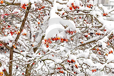 A bush of rosehips, berries covered with snow Stock Photo