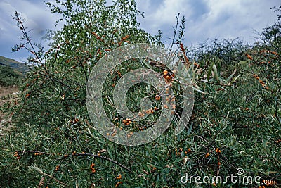 Bush with sea buckthorn in the mountains, close-up Stock Photo