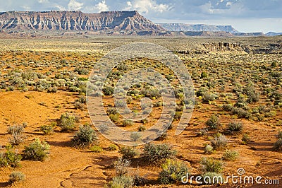 Bush in semi-desert Stock Photo