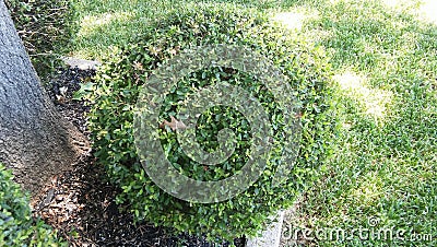 Bush shaped round gardening prunning Stock Photo