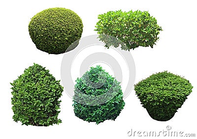 Bush, shrub isolated on white background Stock Photo