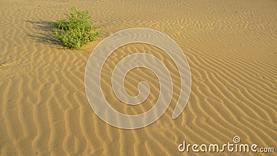 A bush at smooth surface of the sand with waves in the desert Stock Photo