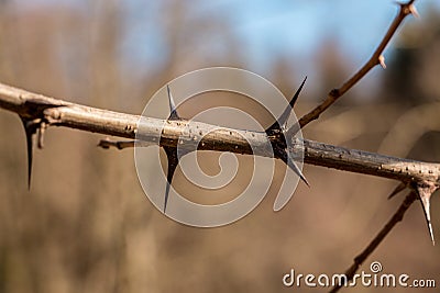 Bush of spines in the middle of the forest Stock Photo