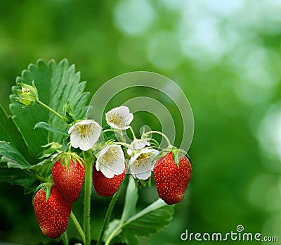 Bush of strawberry Stock Photo