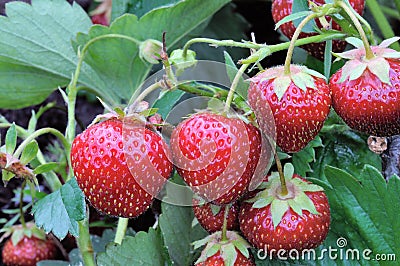 Bush Of Strawberry Stock Photo