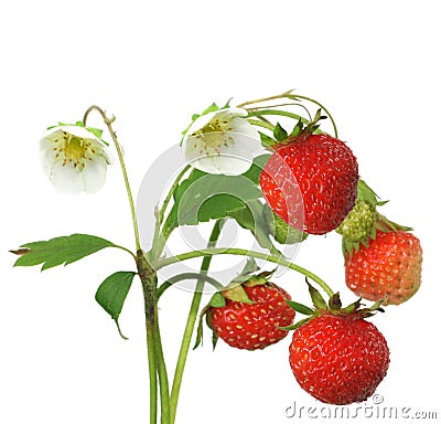 Bush of strawberry Stock Photo