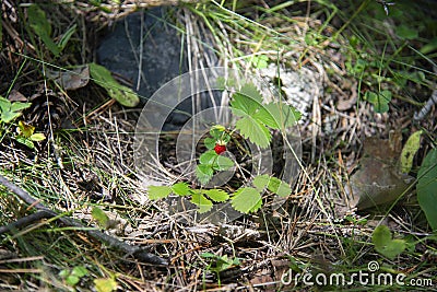 Bush strawberry in the forest, Elbrus region Stock Photo