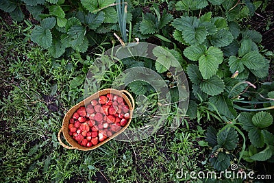 Bush of strawberry Stock Photo