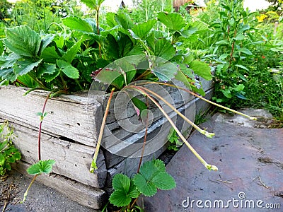 Bush Strawberry Plant With Runners For Propagation In Garden Stock Photo