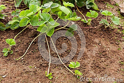 Bush Strawberry Plant With Runners Stolens For Propagation Stock Photo