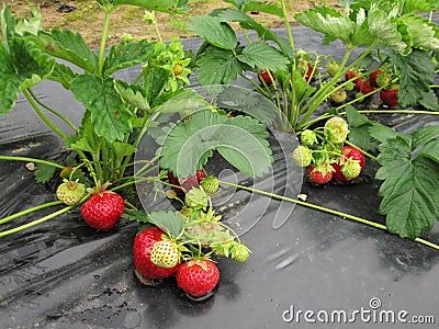 Bush of strawberry with red and green berries. Stock Photo