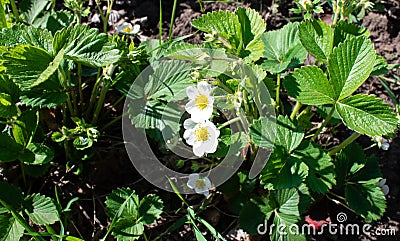 Bush strawberry summer flowers, garden, kitchen garden Stock Photo