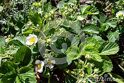 Bush strawberry summer flowers, garden, kitchen garden Stock Photo