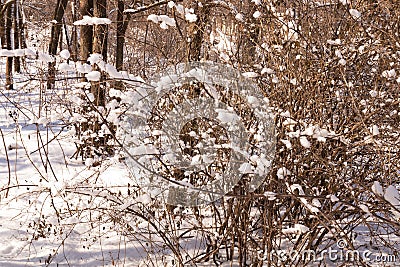 A bush with thin branches and dry leaves covered with snow Stock Photo