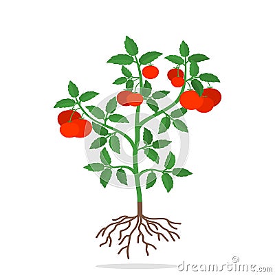 Bush tomato with fruits. concept of harvest and ripe vegetables Cartoon Illustration