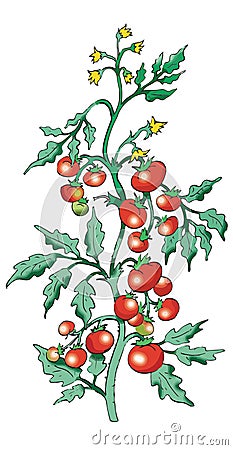 Bush tomato Vector Illustration