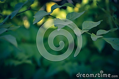 Bush tree branch with green leaves on blurred background with spring freshness Stock Photo