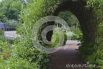 Bush tunnel in a park Stock Photo