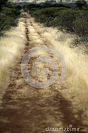 Bush Veld Road Stock Photo