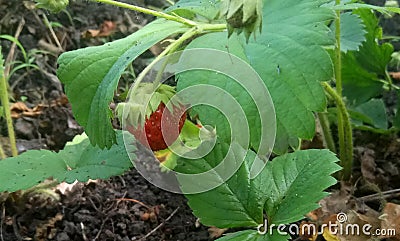 The bush is very tasty sweet strawberries Stock Photo