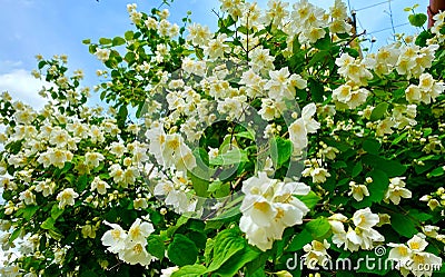 Bush of white aromatic jasmine Stock Photo