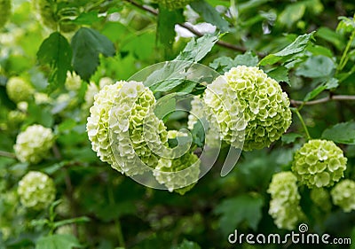 Bush white hydrangea, large head of small flowers lemon color close-up spring Stock Photo