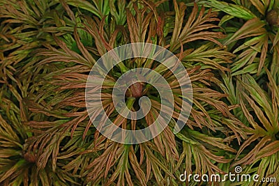 Bush white peonies on the background of foliage, texture of leave Stock Photo