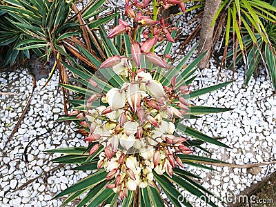 White and pink Yucca gloriosa flowers Stock Photo