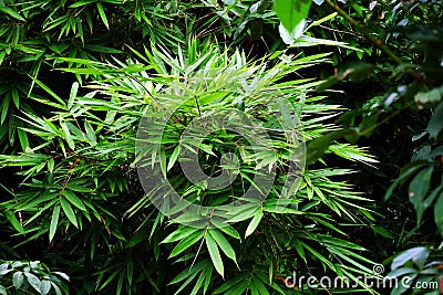 Bush wild bamboo plant. Tropical wild bamboo leaves are dense and bushy Stock Photo